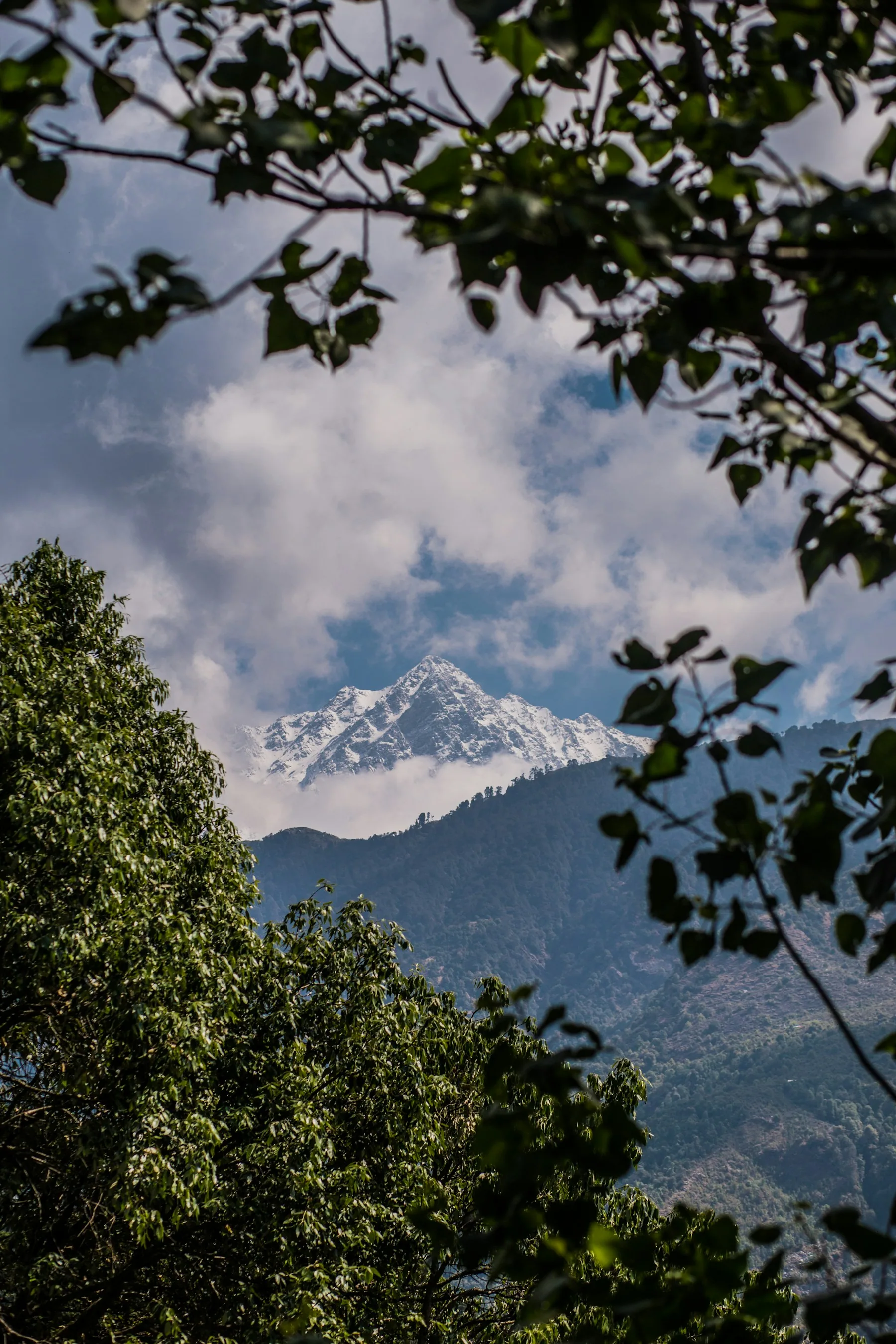 Snow-covered Dhauladhar peak seen through trees near Dharamshala.