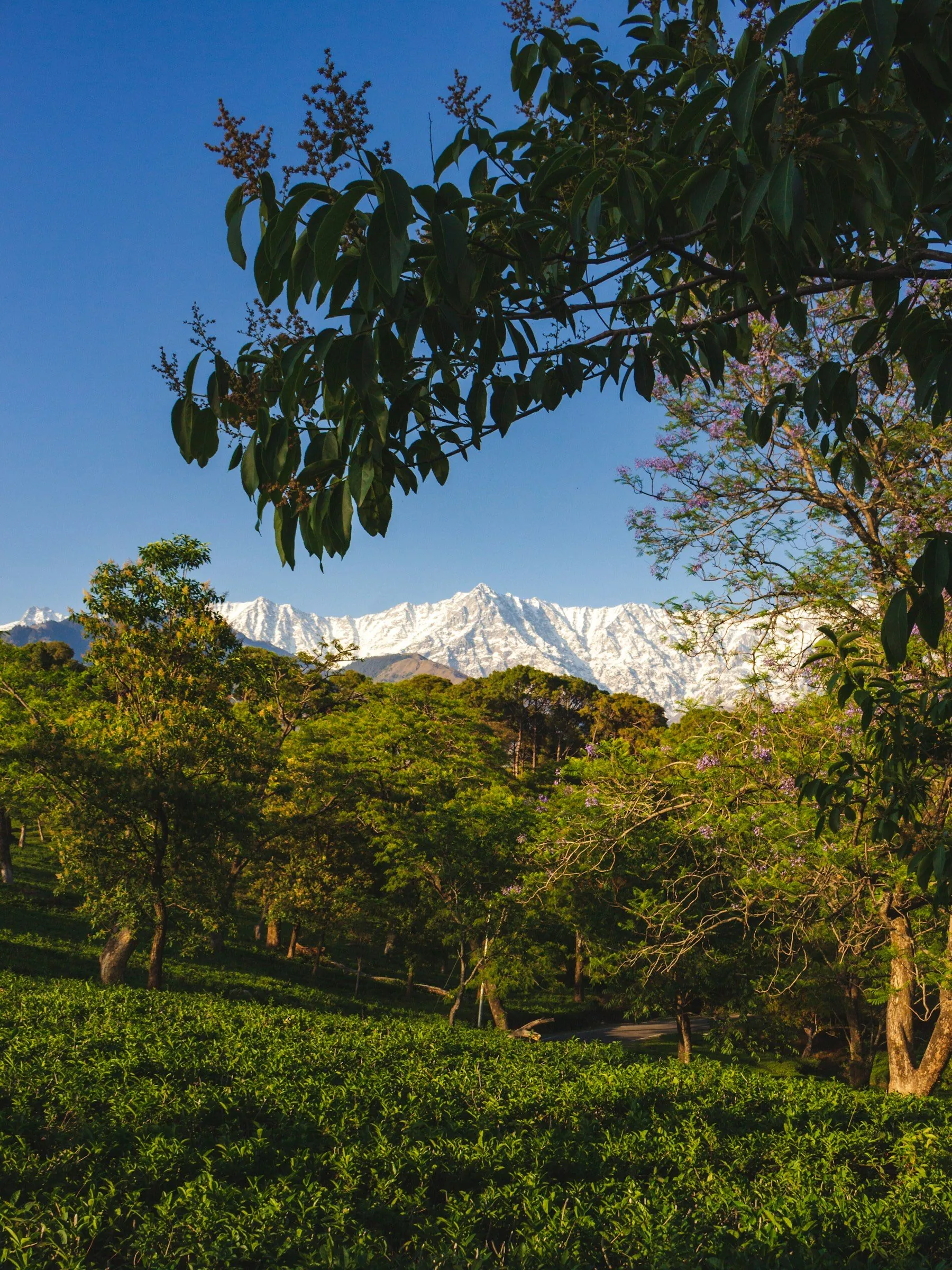 Tea gardens and the Dhauladhar mountains near Dharamshala.